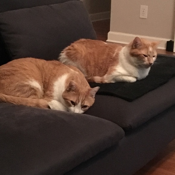 Meet your Posher, Zoe - Picture 2 of 2